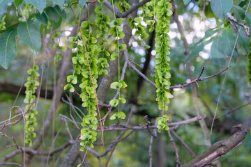 Pterocarya fraxinifolia in park in summer. Romantic trees. Green leaves in garden. Characteristic fruits of Caucasian wingnut.