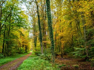Waldweg durch den herbstlichen Wald