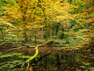 Kleiner Tümpel im herbstlichen Mischwald