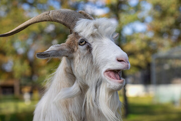 Fototapeta premium Close-up of a playful goat with open mouth and majestic horns in a sunlit autumn day. Concept of farm life, animal expression, and nature's charm