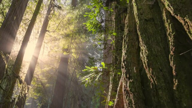 Sunlight Filtering Through Ancient Redwood Trees in Tranquil Forest. Redwood national park, United States. Sunlight Streams Through Tall Redwood Trees in morning fog