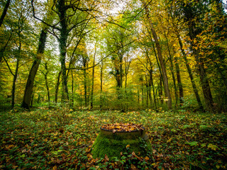 Herbstliches Laub auf einem Schacht im Wald