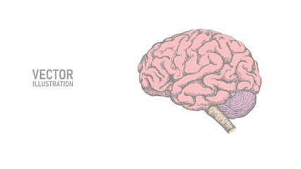 Anatomical human brain line drawing. Coaching session problem solution concept. Psychologist therapy and mental health. Education online business vector illustration