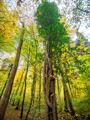 Herbst im Mischwald