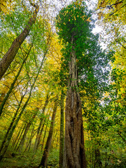 Herbst im Mischwald
