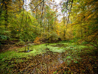 Kleiner Tümpel im herbstlichen Mischwald