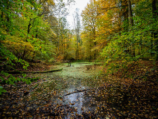 Kleiner Tümpel im herbstlichen Mischwald