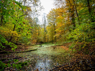 Kleiner Tümpel im herbstlichen Mischwald