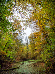 Kleiner Tümpel im herbstlichen Mischwald