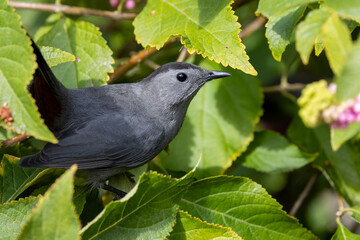 Close up of a grey catbird in a bush