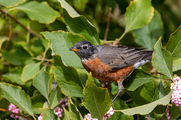 American robin perched in a bush