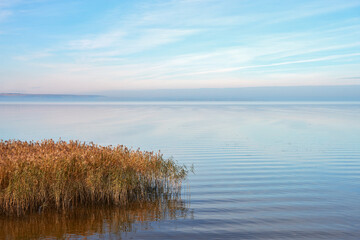 Water surface of a river in an autumn morning haze. A red bush of a coastal aquatic plant in the foreground. Copy space.