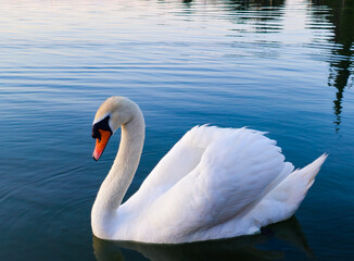Fototapeta premium Close-Up of a Majestic Swan on a Tranquil Lake