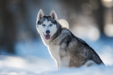 A beautiful Husky with blue eyes sitting on snow, showcasing its stunning appearance and calm nature