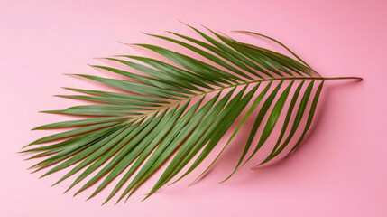 Obraz premium Exotic Palm Leaf on Vibrant Pink Background