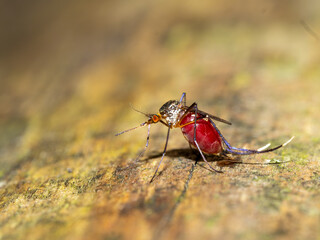 Macro shot of an Anopheles Stephensi  mosquito with a blood-filled abdomen on a natural background