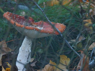 Muchomor czerwony rosnący za płotem © EwaAF