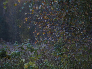 Jesienne wieczorne światło © EwaAF