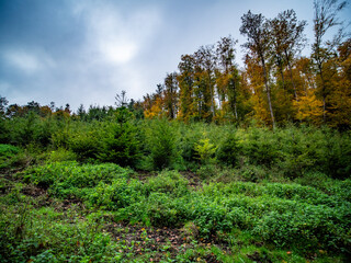 Wiederaufforstung im herbstlichen Mischwald