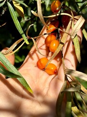 A handful of sea buckthorn fruits in a womans hand close-up. High quality photo