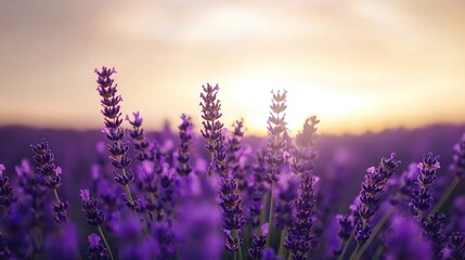  A field of lavender with the distant sunset