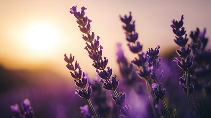   A field of lavender flowers bathed in the setting sun's warm hues in the background