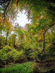 Herbstliches Laub im Mischwald