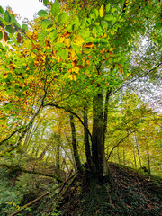 Herbstliches Laub im Mischwald