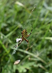 Epeire fasciée (Argiope bruennichi) femelle empaquetant sa proie au centre de sa toile.