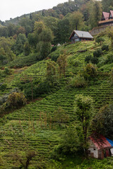 Scenic View of Tea Plantations in Çayeli, Rize, Turkey – Lush Green Hills and Traditional Houses in a Rural Turkish Landscape