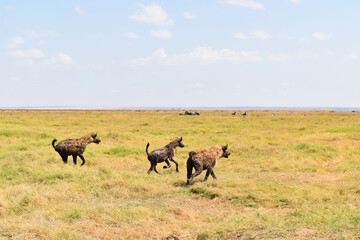 Hyenas defending their territory in Amboseli national park in Kenya