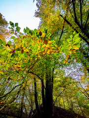 Fototapeta premium Herbst im Mischwald