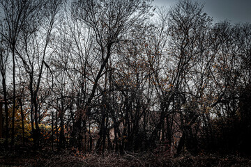 Dark forest with dry trees and house in the background.