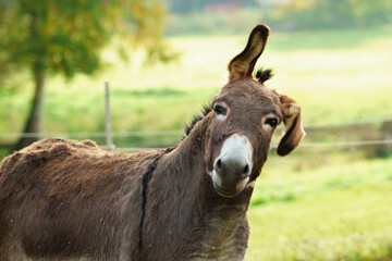 Fototapeta premium Goofy donkey