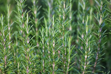 Rosmarinus officinalis. Fresh green rosemary leaves.