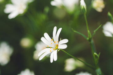 White flowers on a meadow | Weiße Blumen auf der Wiese | Blumenwiese im Grünen | Detailaufnahme...