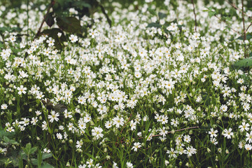 White flowers on a meadow | Weiße Blumen auf der Wiese | Blumenwiese im Grünen | Detailaufnahme kleine Blüten
