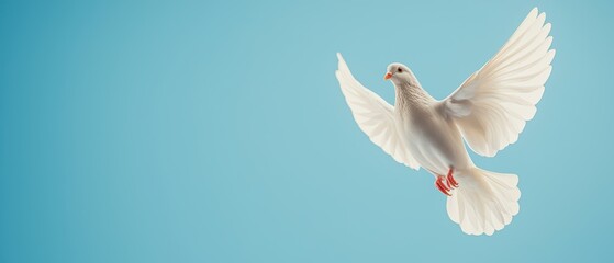 Obraz premium A graceful white dove in mid-flight against a clear blue background.