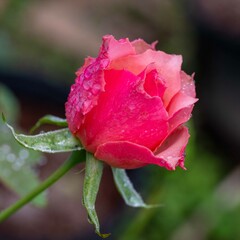 秋の深まり花ざかり