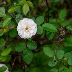 秋の深まり花ざかり