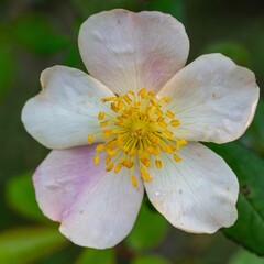 秋の深まり花ざかり