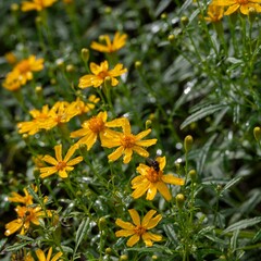 秋の深まり花ざかり