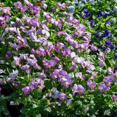 秋の深まり花ざかり