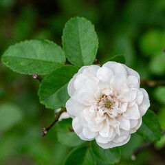 秋の深まり花ざかり