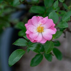 秋の深まり花ざかり