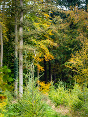 Fototapeta premium Wiederaufforstung im herbstlichen Mischwald