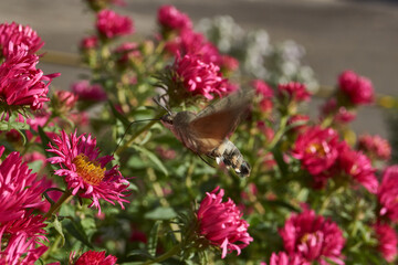 The hummingbird hawk-moth is a butterfly from the hawk moth family (Sphingidae). The hummingbird hawk-moth (Latin Macroglossum stellatarum) collects nectar from flowers. Autumn, October 2024.