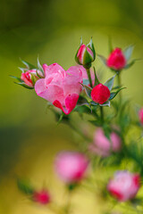 Herbst Blume im Botanischen Garten, Rose
