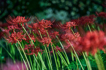 Delicate petals of red spider lily_22