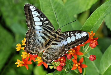 Closeup of beautiful Blue Clipper butterfly (Parthenos sylvia) feeding on nectar from lantana...